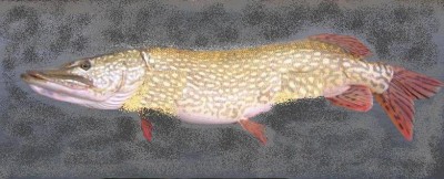 Šťuka severná-Esox lucius , 60 cm